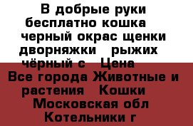 В добрые руки бесплатно,кошка,2.5черный окрас,щенки дворняжки,3 рыжих 1 чёрный,с › Цена ­ - - Все города Животные и растения » Кошки   . Московская обл.,Котельники г.